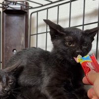 おやつを舐める黒猫の子猫