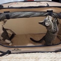 上を見る子猫