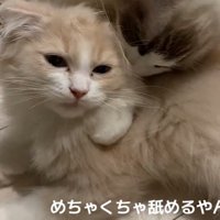 無表情な猫