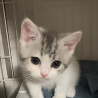 ケージの中から飼い主さんを見る子猫