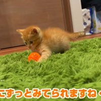 ボールで遊ぶ子猫
