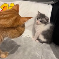 見つめ合う2匹の猫
