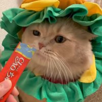 猫に液状おやつのパッケージを近づける飼い主