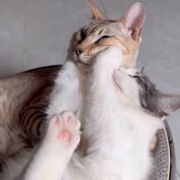 前足で顔を挟む