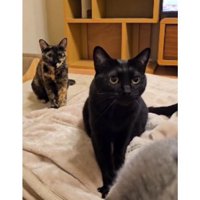 毛布にいる猫たち