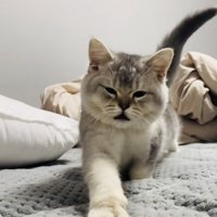 ベッドの上で伸びる子猫