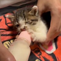 ミルクを飲む子猫