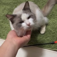 撫でてもらう猫