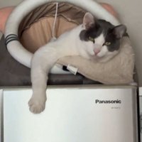 貫禄のある猫