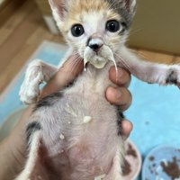 立てて抱っこされるミルクがひげについた子猫