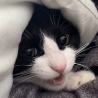 男性から視線を逸らして鳴く猫