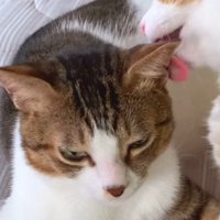 目を細めるキジ白猫