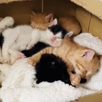 段ボールハウスの中で寝る4匹の子猫