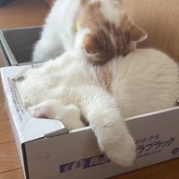 猫吸いする猫