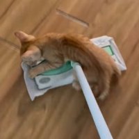掃除道具に飛び乗る子猫