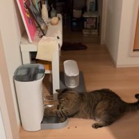 再び前足を突っ込む猫