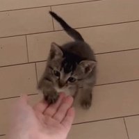 手に前足を乗せる子猫
