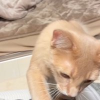 飼い主の腕を前足でタッチする猫