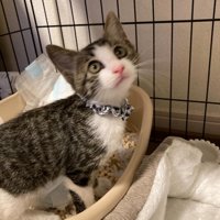 ケージの中の子猫