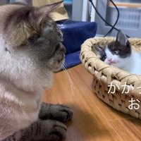 見つめ合う2匹の猫