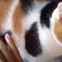 人に甘えている猫