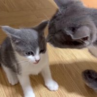 子猫に近づく成猫