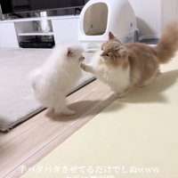 犬に向かって右前足を伸ばしている猫