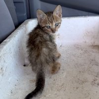 保護された子猫のアップ