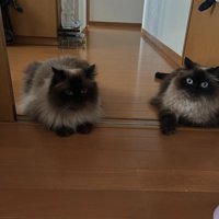伏せをしている2匹の猫