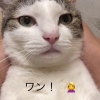 仰向けの猫