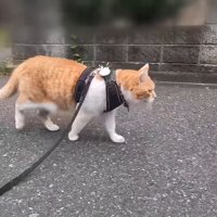 散歩する猫
