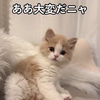 ムートンラグの前で座り込んでいる子猫