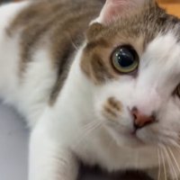 PCに乗る猫