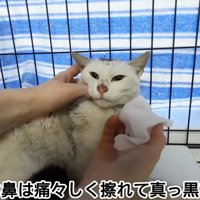 テロップ「そのお鼻は痛々しく～」