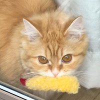 エビフライをくわえた窓辺の猫（アップ）2