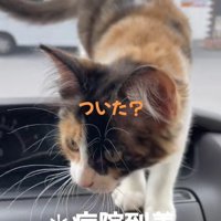 ダッシュボードの上に立っている子猫