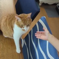 飼い主に近寄る猫