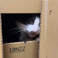 自分の顔の大きさしかフタが開いていないダンボールの中に入る猫