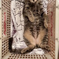 カゴの中で仰向けになっているキジトラ猫の体