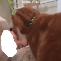 寝ている飼い主の顔を覗き込む猫（前のめり）