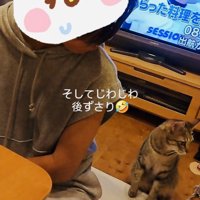 姪から後ずさりで離れるキジトラ猫