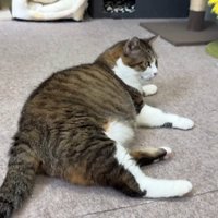 横になる成猫