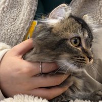 抱っこされている猫