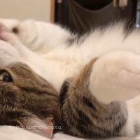 仰向けになって前足を舐める猫