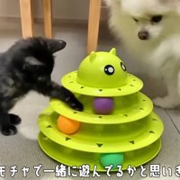 おもちゃで遊ぶ猫と犬