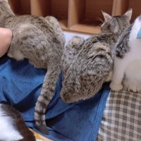 寝ている飼い主のお腹の上に乗る猫