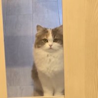 ドアのガラス越しにカメラを見つめる猫（字幕なし）