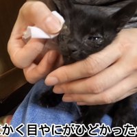 「とにかく目やにが...」のテロップ写真