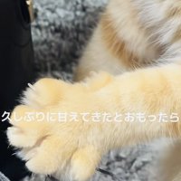 飼い主さんに撫でられて前足をグーパーするマンチカン