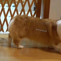 歩いていく犬